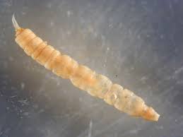 Attēlu rezultāti vaicājumam “Tipulidae larva”