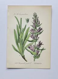 Image result for Campanula spicata