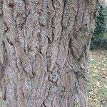 Attēlu rezultāti vaicājumam “Populus laurifolia”