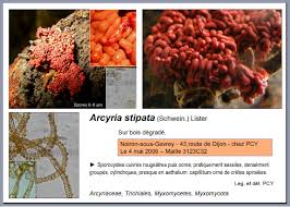 Attēlu rezultāti vaicājumam “Arcyria stipata spores”