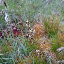 Attēlu rezultāti vaicājumam “Juncus squarrosus”