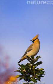 Attēlu rezultāti vaicājumam “Bombycilla garrulus”