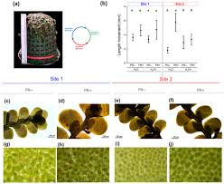 Attēlu rezultāti vaicājumam “Radula complanata sporophyte”