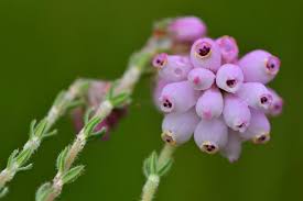 Attēlu rezultāti vaicājumam “Erica tetralix leaf”