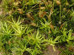 Attēlu rezultāti vaicājumam “Weissia squarrosa”