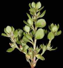 Attēlu rezultāti vaicājumam “Licea minima macro”