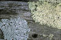 Attēlu rezultāti vaicājumam “Parmeliopsis ambigua”