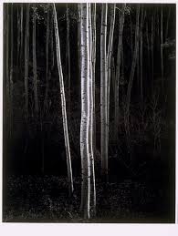 Image result for Ansel Adams Aspens New Mexico