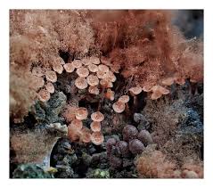 Attēlu rezultāti vaicājumam “Arcyria affinis stalked”