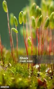 Attēlu rezultāti vaicājumam “Pohlia”