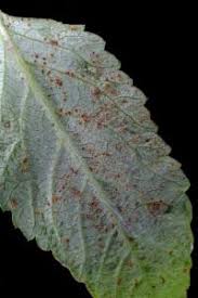 Attēlu rezultāti vaicājumam “Uromyces dactylidis”