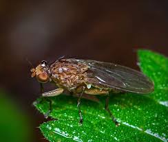 Attēlu rezultāti vaicājumam “Haematopota sp.”
