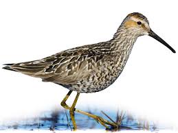Image result for Calidris himantopus