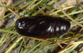 Attēlu rezultāti vaicājumam “Spiris striata”