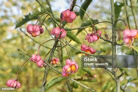 Attēlu rezultāti vaicājumam “Euonymus europaeus bud”