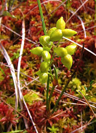 Attēlu rezultāti vaicājumam “Scheuchzeria palustris fruit”