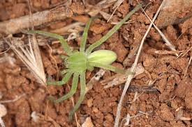 Attēlu rezultāti vaicājumam “Micrommata virescens”