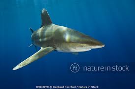 Image result for Carcharhinus longimanus