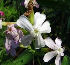 Attēlu rezultāti vaicājumam “Saponaria officinalis”