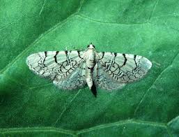 Attēlu rezultāti vaicājumam “Eupithecia venosata”