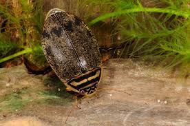 Attēlu rezultāti vaicājumam “Acilius sulcatus male”