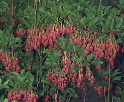 Attēlu rezultāti vaicājumam “Enkianthus campanulatus”