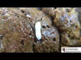 Image result for cestoda excrement dog
