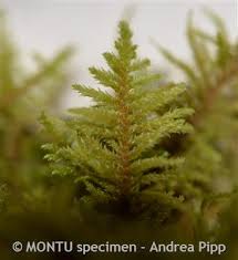 Attēlu rezultāti vaicājumam “Abietinella abietina”