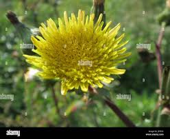 Attēlu rezultāti vaicājumam “Sonchus asper flower”
