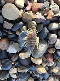 Attēlu rezultāti vaicājumam “Saduria entomon”