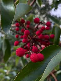 Attēlu rezultāti vaicājumam “Lonicera caerulea var. pallasii fruit”
