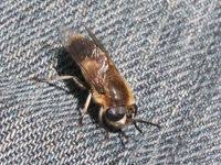 Attēlu rezultāti vaicājumam “Heptatoma pellucens”