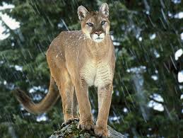 Image result for Craigmount Cougars