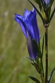 Attēlu rezultāti vaicājumam “Gentiana pneumonanthe”