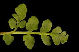 Attēlu rezultāti vaicājumam “Botrychium multifidum”