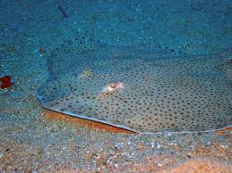 Image result for Raja brachyura