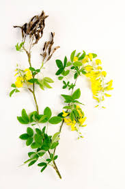 Attēlu rezultāti vaicājumam “Laburnum alpinum fruit”