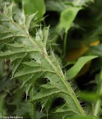 Attēlu rezultāti vaicājumam “Cirsium acaule leaf”