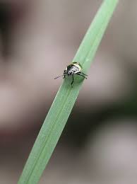 Attēlu rezultāti vaicājumam “Palomena prasina nymph”