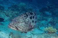 Image result for Epinephelus tukula