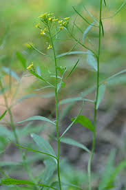 Attēlu rezultāti vaicājumam “Erysimum cheiranthoides leaf”