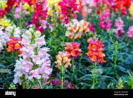 Image result for Antirrhinum majus maximum
