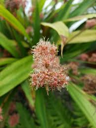 Attēlu rezultāti vaicājumam “Carex spicata”