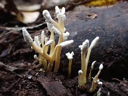 Attēlu rezultāti vaicājumam “Cordyceps farinosa”