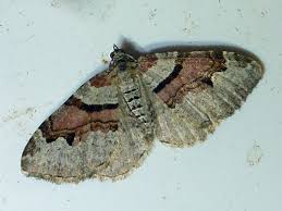 Attēlu rezultāti vaicājumam “Xanthorhoe designata”