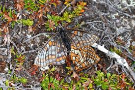 Attēlu rezultāti vaicājumam “Euphydrias aurinia upperside”
