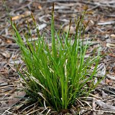 Attēlu rezultāti vaicājumam “Carex digitata fruit”