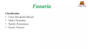 Attēlu rezultāti vaicājumam “Funariales”