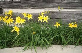 Attēlu rezultāti vaicājumam “Hemerocallis lilioasphodelus”