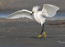 Image result for Egretta thula